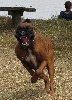  - BOXER EN ACTION