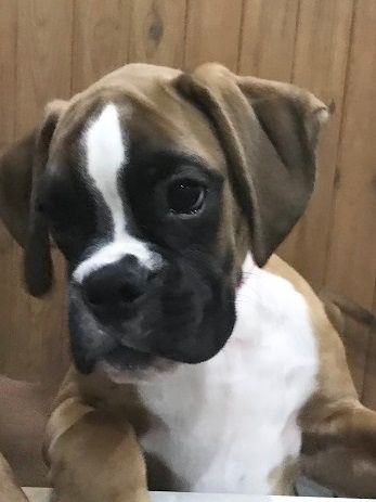 Arletty des Sources du Fond de Laye