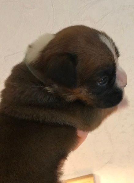 des Sources du Fond de Laye - Chiots disponibles - Boxer