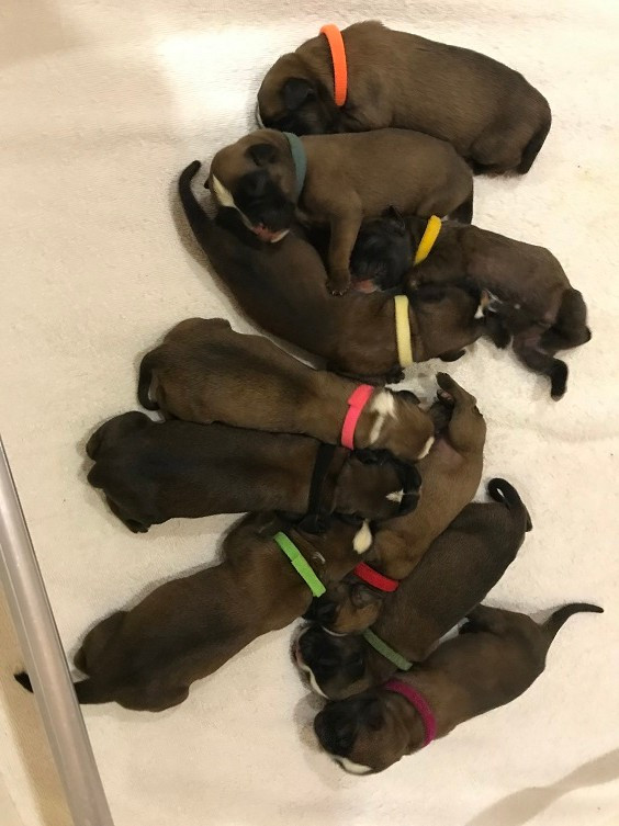 des Sources du Fond de Laye - Chiots disponibles - Boxer