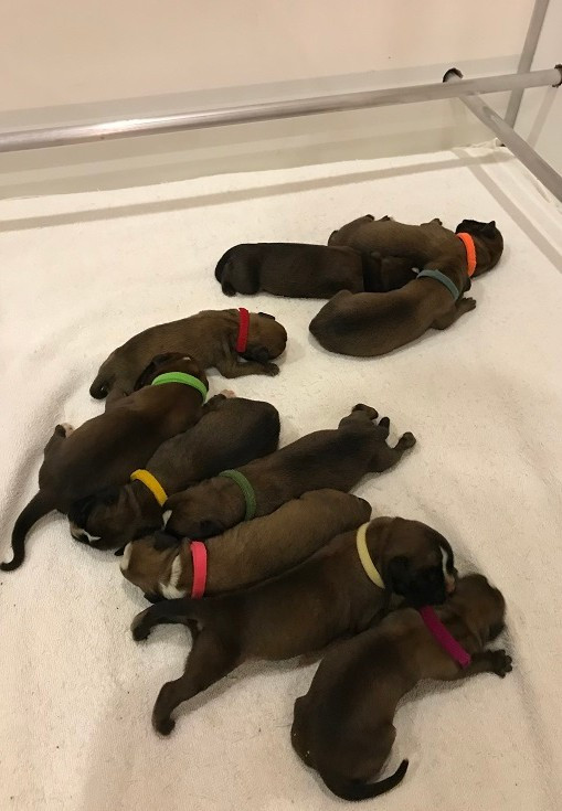 des Sources du Fond de Laye - Chiots disponibles - Boxer