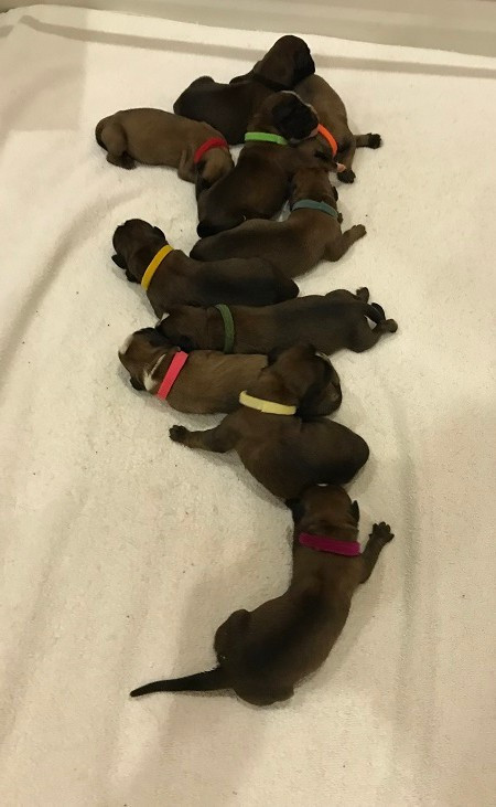 des Sources du Fond de Laye - Chiots disponibles - Boxer