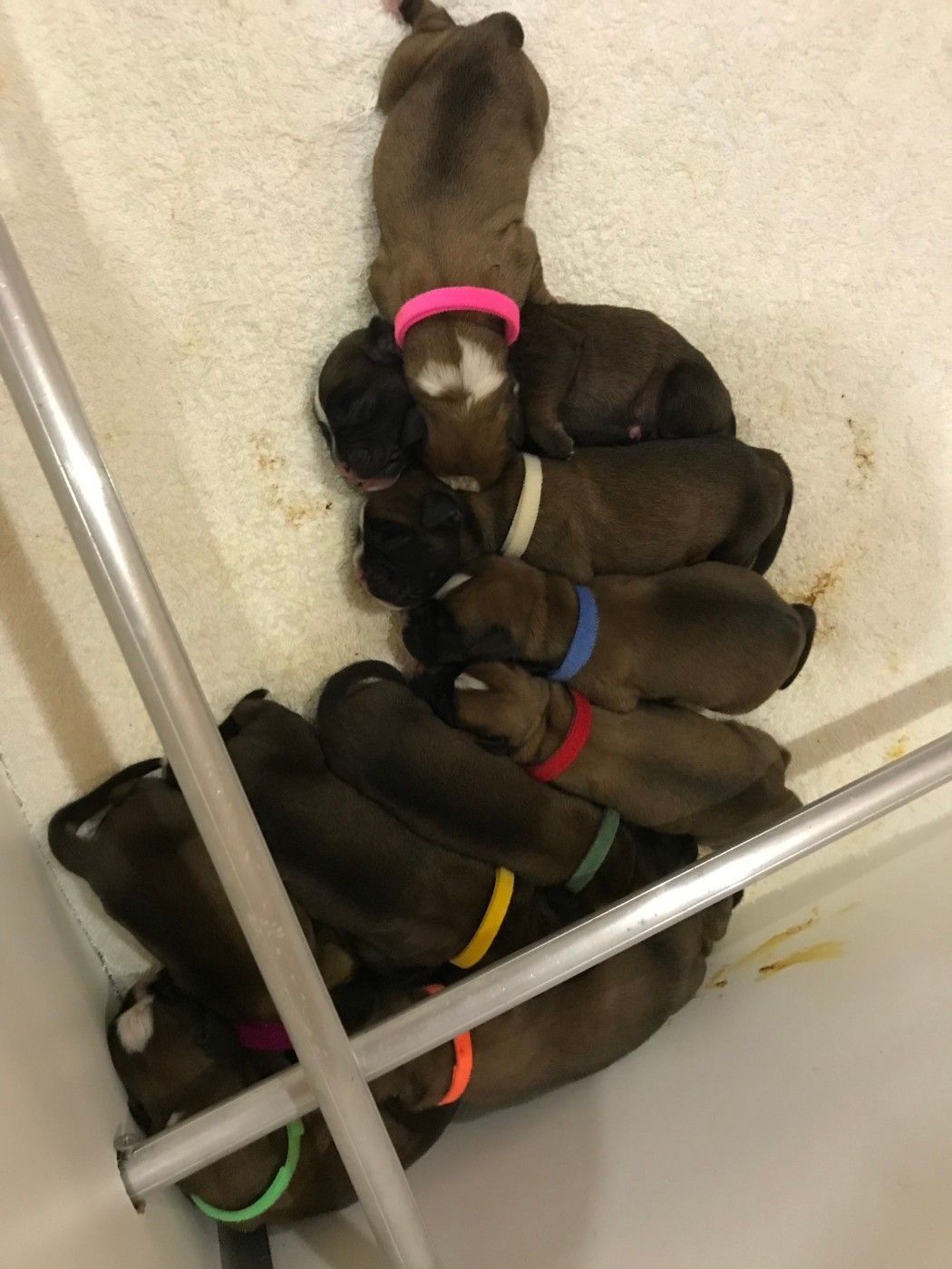 des Sources du Fond de Laye - Chiots disponibles - Boxer