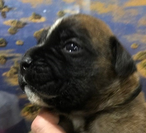 des Sources du Fond de Laye - Chiots disponibles - Boxer