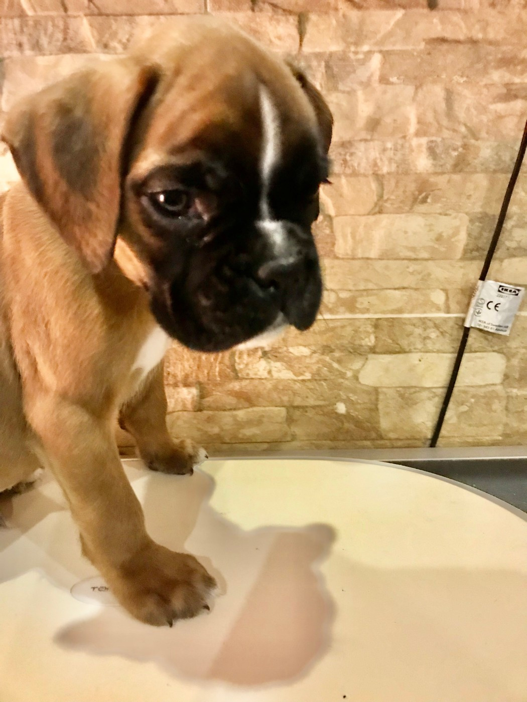 des Sources du Fond de Laye - Chiots disponibles - Boxer
