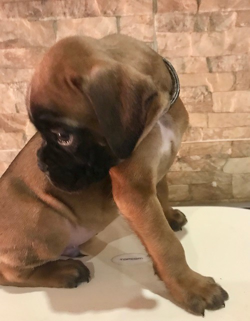 des Sources du Fond de Laye - Chiots disponibles - Boxer