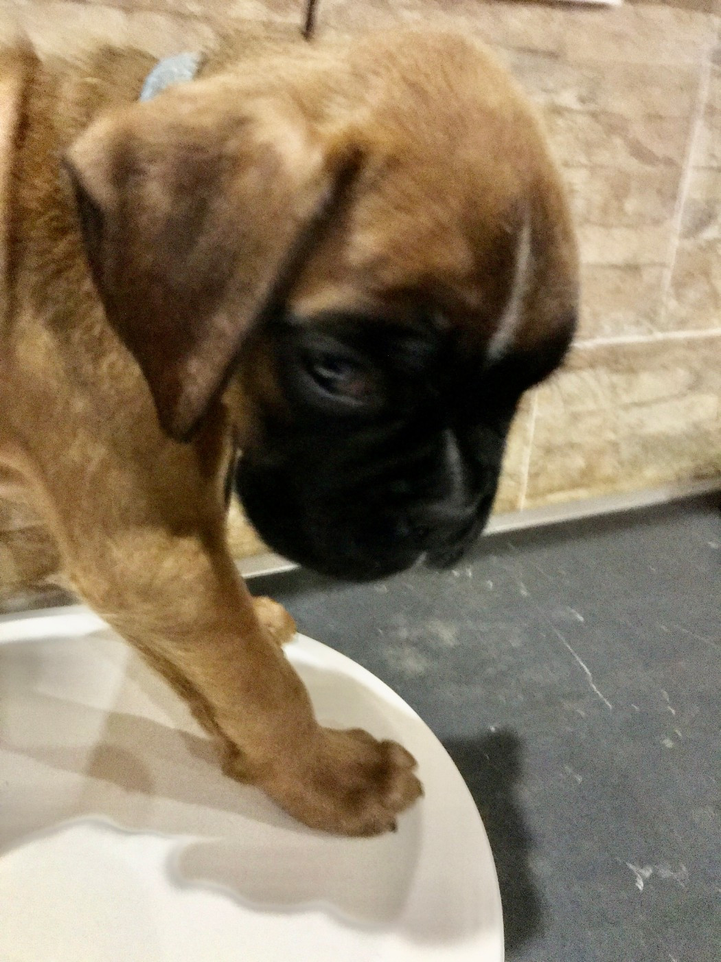des Sources du Fond de Laye - Chiots disponibles - Boxer