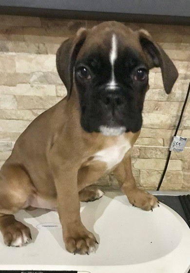 des Sources du Fond de Laye - Chiots disponibles - Boxer