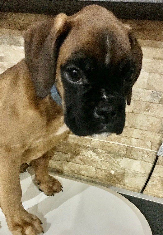 des Sources du Fond de Laye - Chiots disponibles - Boxer