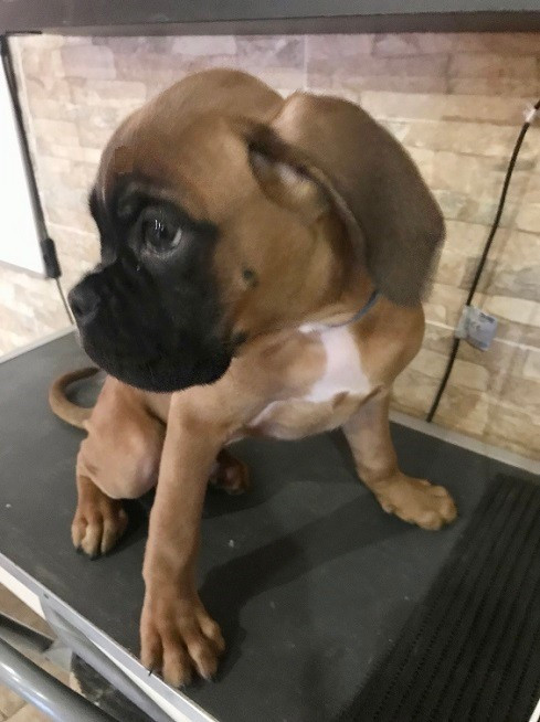 des Sources du Fond de Laye - Chiots disponibles - Boxer