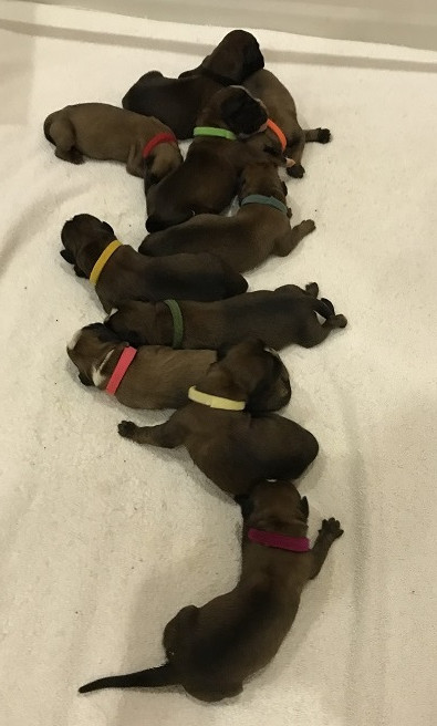 Chiot Boxer des Sources du Fond de Laye