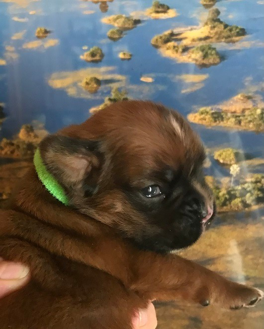 des Sources du Fond de Laye - Chiots disponibles - Boxer