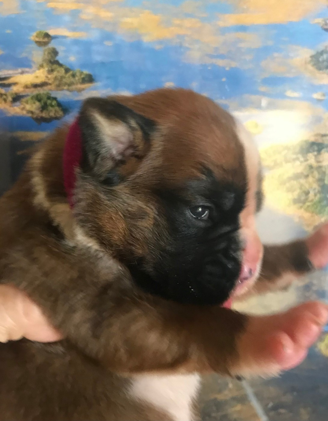 des Sources du Fond de Laye - Chiots disponibles - Boxer