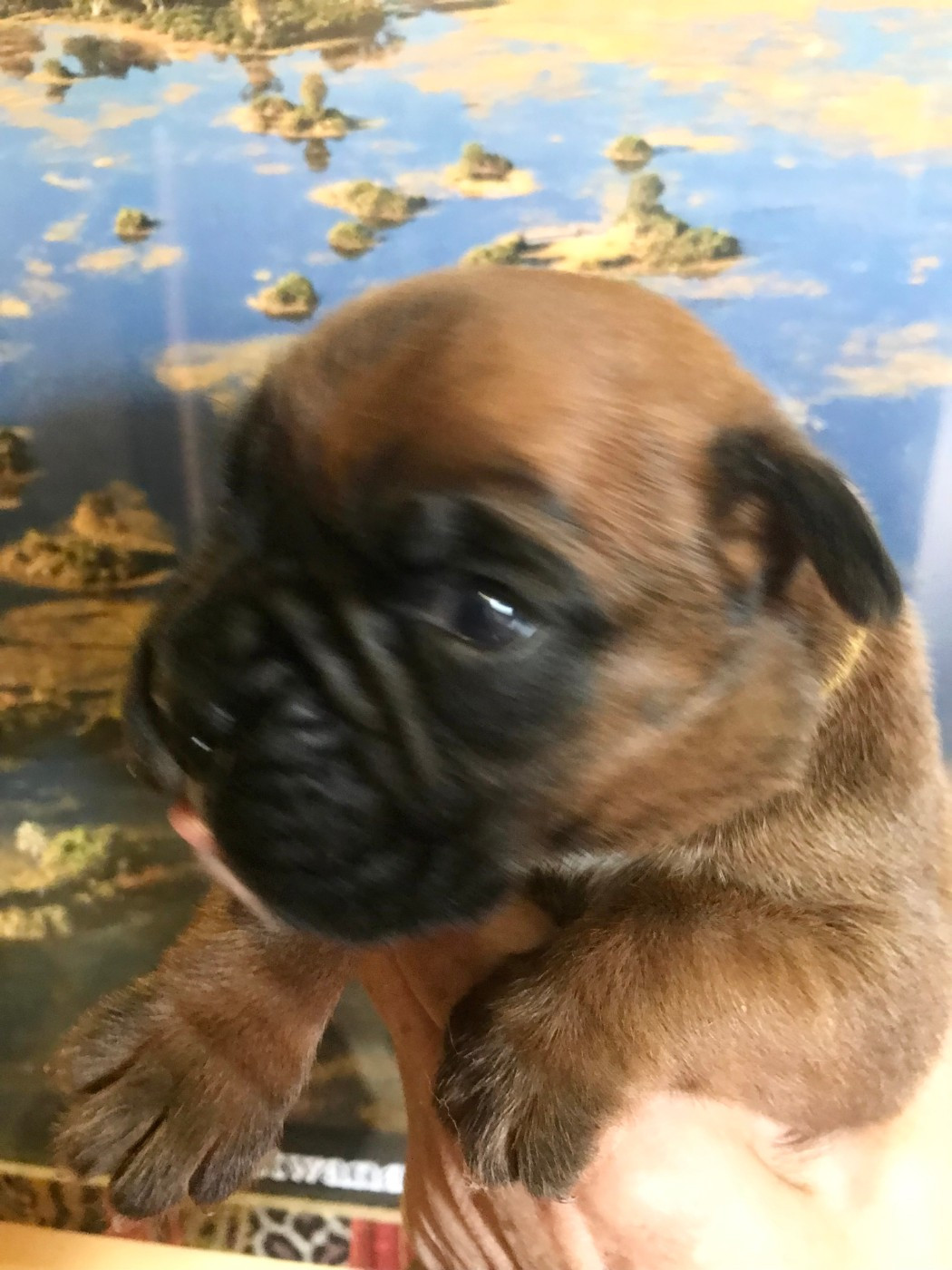 des Sources du Fond de Laye - Chiots disponibles - Boxer