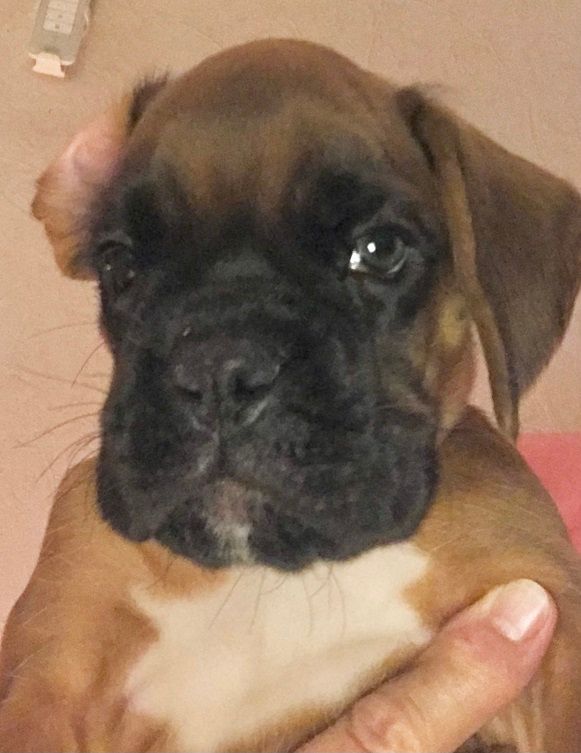 des Sources du Fond de Laye - Chiots disponibles - Boxer