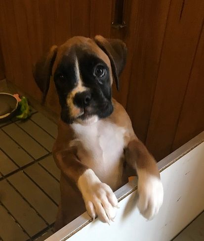 des Sources du Fond de Laye - Chiots disponibles - Boxer