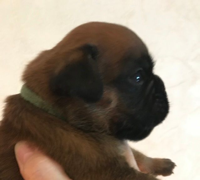 des Sources du Fond de Laye - Chiots disponibles - Boxer