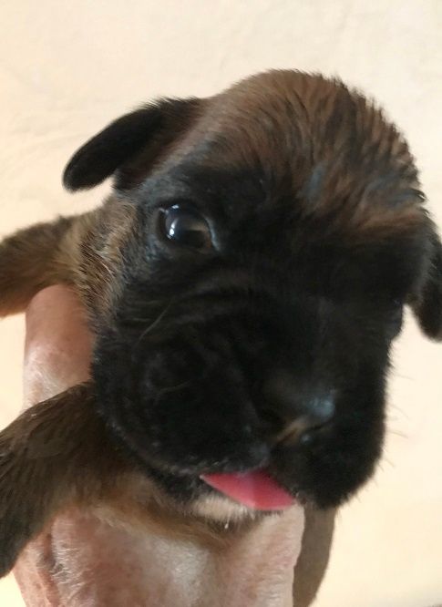 des Sources du Fond de Laye - Chiots disponibles - Boxer