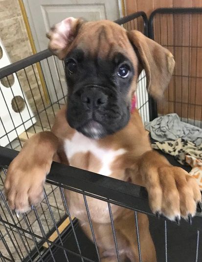 des Sources du Fond de Laye - Chiots disponibles - Boxer