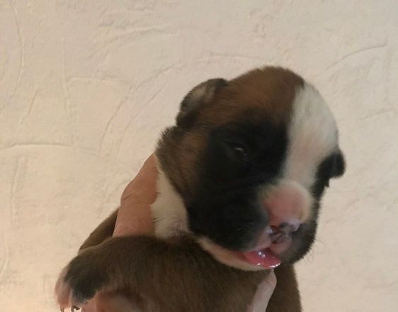 des Sources du Fond de Laye - Chiots disponibles - Boxer