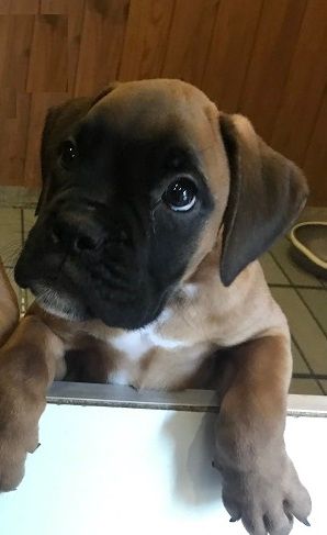 des Sources du Fond de Laye - Chiots disponibles - Boxer