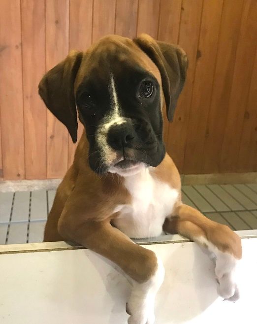 des Sources du Fond de Laye - Chiots disponibles - Boxer