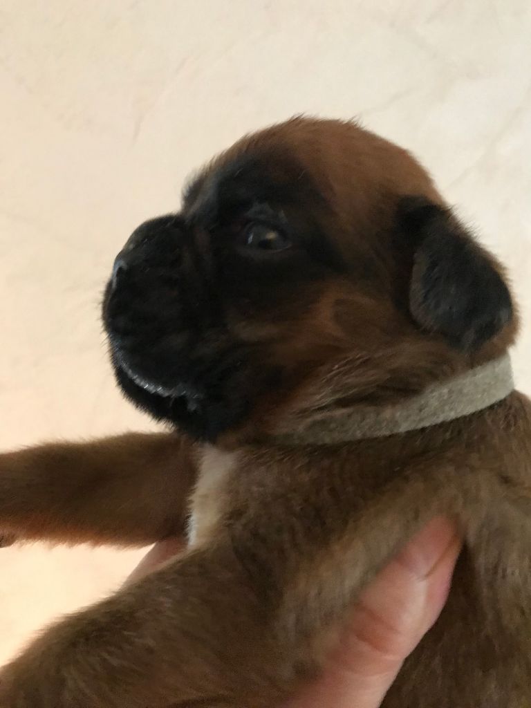 des Sources du Fond de Laye - Chiots disponibles - Boxer