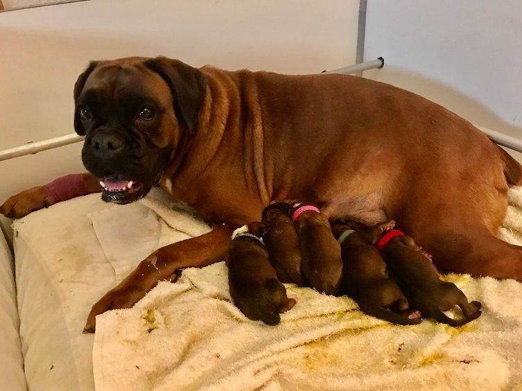 Chiot Boxer des Sources du Fond de Laye