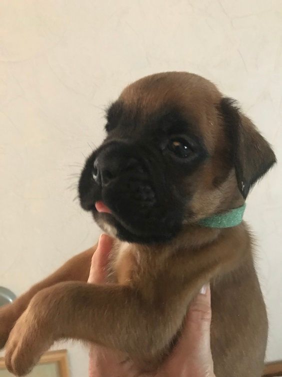 des Sources du Fond de Laye - Chiots disponibles - Boxer