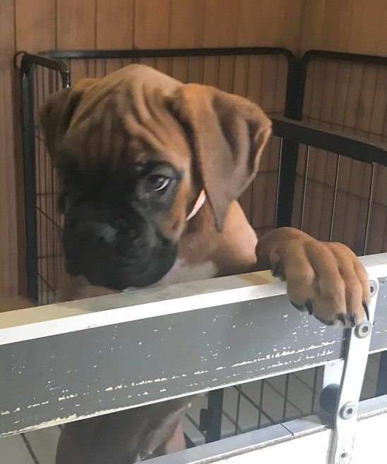 des Sources du Fond de Laye - Chiots disponibles - Boxer
